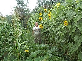 sunflowers_corn.jpg